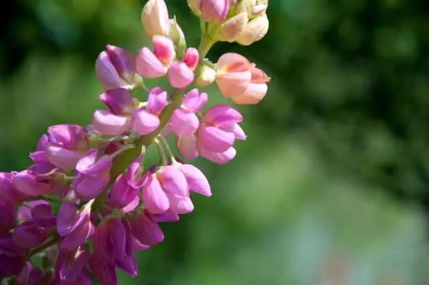 魯冰花的種植方法,魯冰花的實(shí)用價值