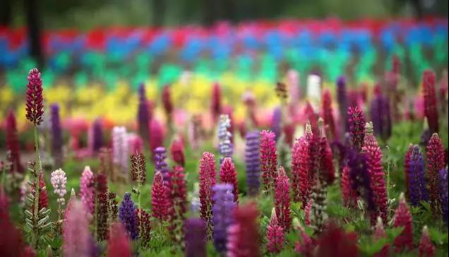 魯冰花的種植方法,魯冰花的實(shí)用價值