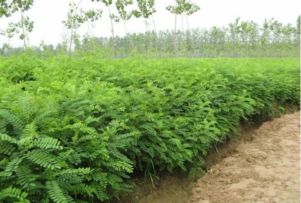 1628919213582932.jpg 1628919206(1).jpg