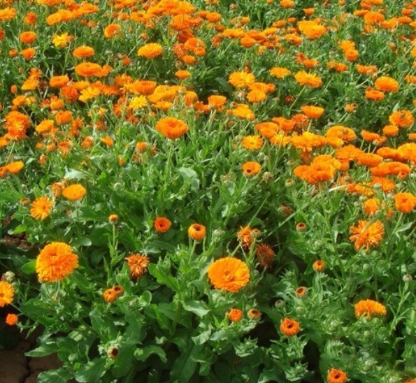 1628919490540752.jpg 1628919484(1).jpg