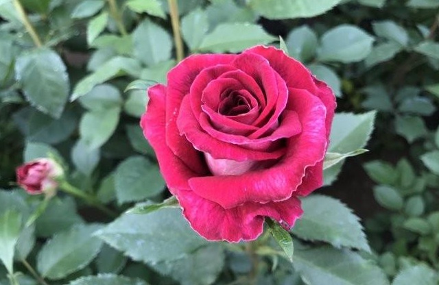 1628919605946394.jpg 1628919600(1).jpg