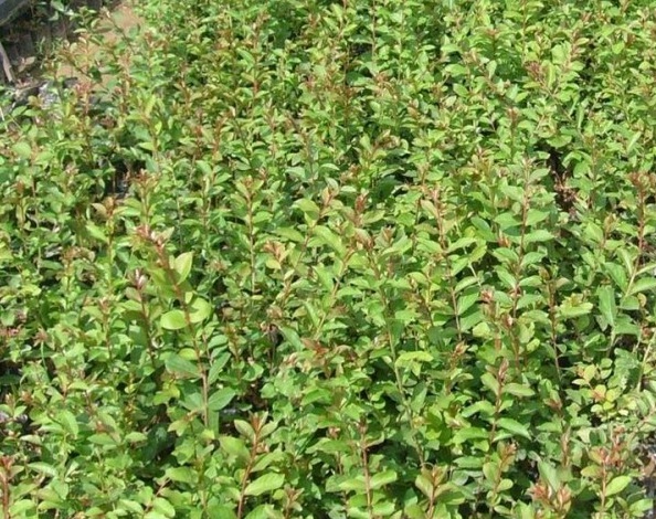 1628919684868168.jpg 1628919678(1).jpg