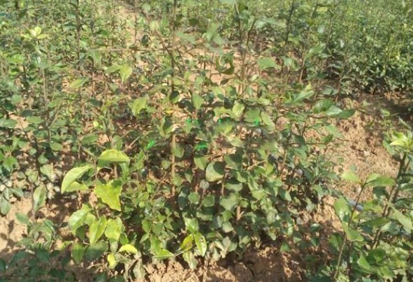 1628919717671219.jpg 1628919710(1).jpg