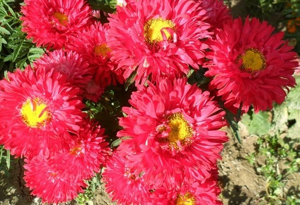 1628920803775187.jpg 1628920797(1).jpg