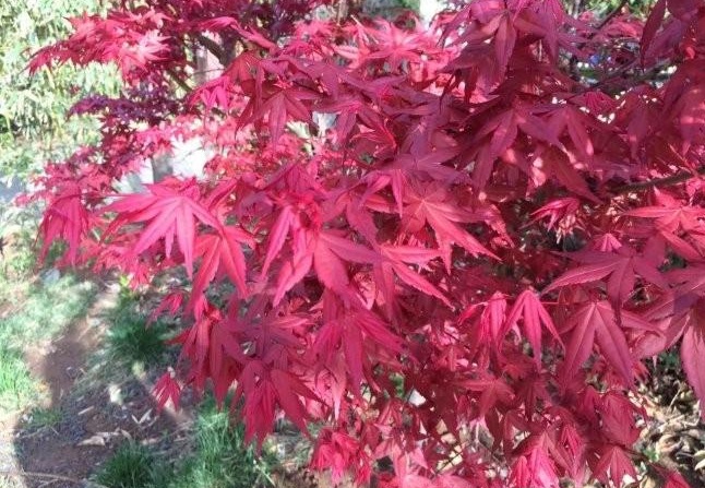 1628921873611474.jpg 1628921865(1).jpg