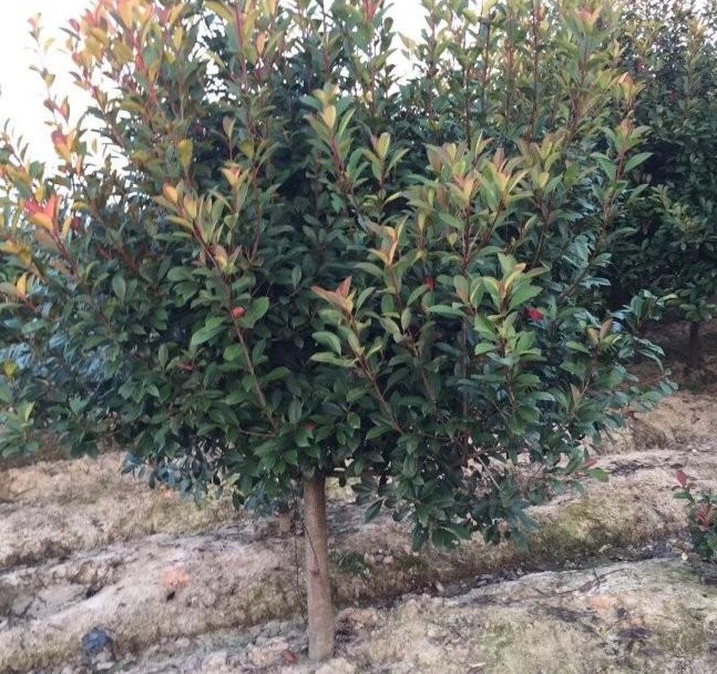 1628922078654016.jpg 1628922071(1).jpg