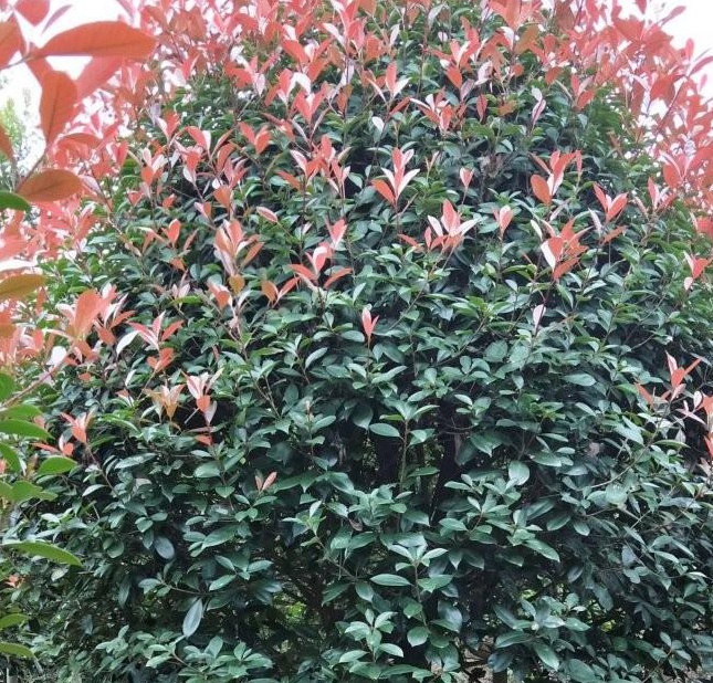 1628922093654713.jpg 1628922086(1).jpg