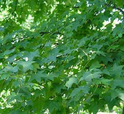 1628939945164815.jpg 1628939945164815.jpg