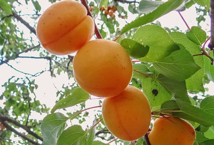 1628955708448602.jpg 杏1.jpg