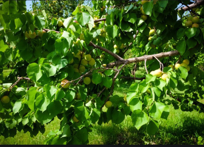 1628955735215374.jpg 杏2.jpg