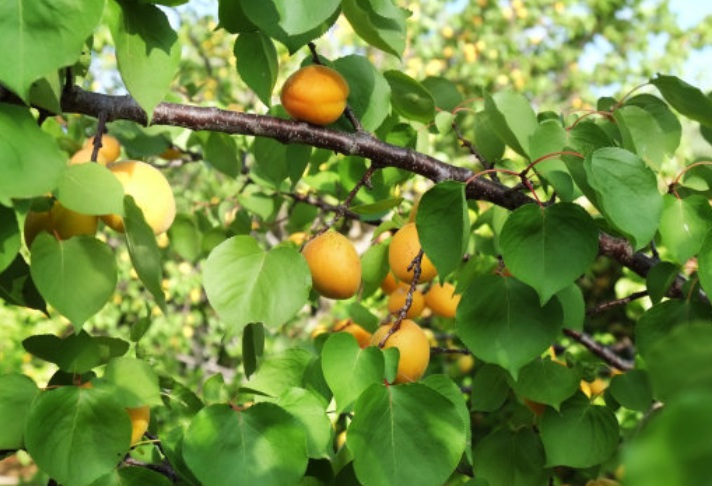 1628955758247740.jpg 杏3.jpg