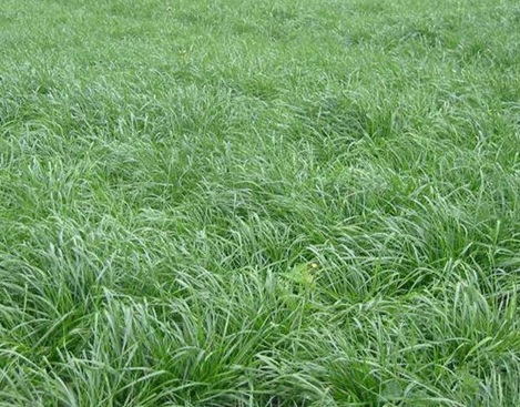 1628986109826736.jpg image.jpg