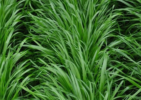 1628986118622039.jpg image.jpg