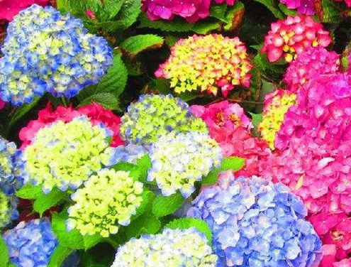 1628987771188416.jpg image.jpg