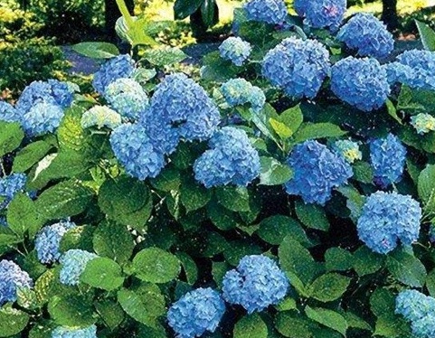 1628987787412217.jpg image.jpg