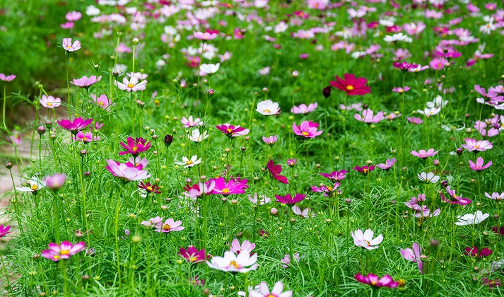 1629016137893962.jpg 波斯菊1.jpg