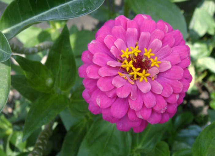 1629017126795647.jpg 百日草2.jpg