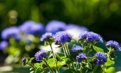 1629025886326110.jpg 1629025886326110.jpg