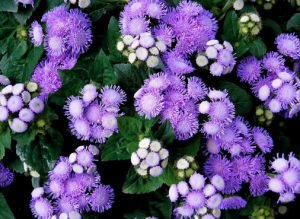 1629025909264051.jpg 1629025909264051.jpg