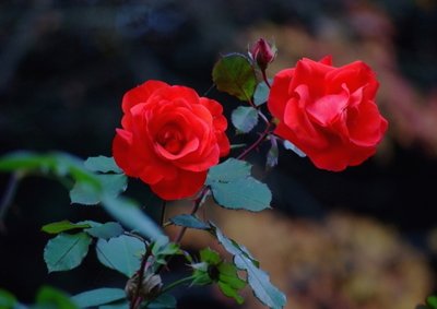 1629027333923297.jpg 1629027333923297.jpg