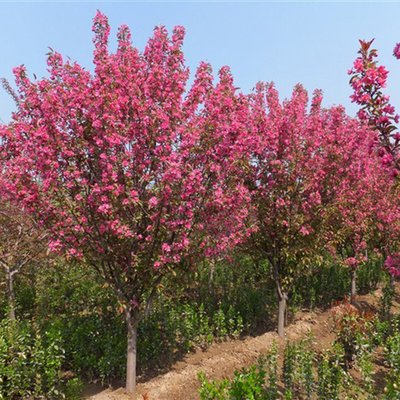 1629027896204754.jpg 1629027896204754.jpg