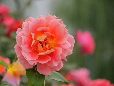 1629028155356016.jpg 1629028155356016.jpg