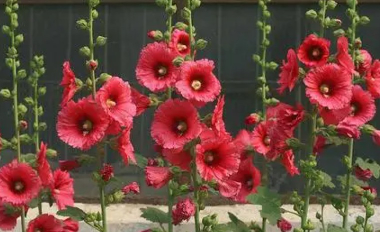 1629035776749338.jpg 蜀葵1.jpg