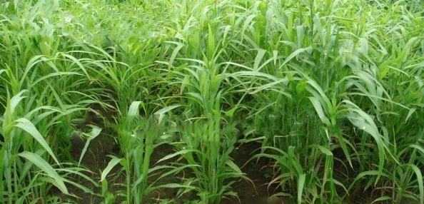 1629098663188248.jpg 1629098659(1).jpg