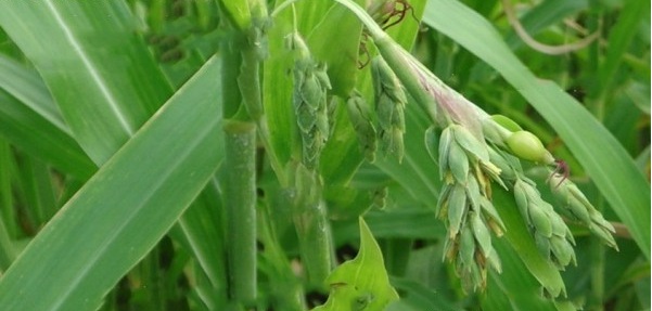 1629098690478559.jpg 1629098686(1).jpg