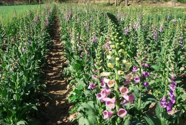 1629099803517800.jpg 1629099800(1).jpg