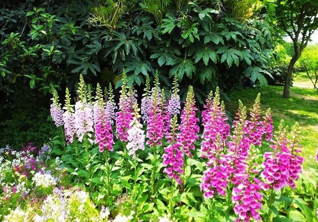 1629099828555770.jpg 1629099824(1).jpg