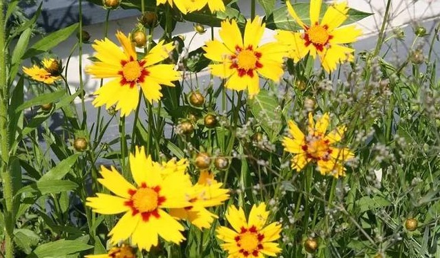 1629100446591592.jpg 1629100442(1).jpg