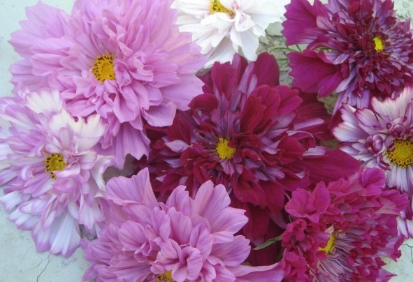 1629101251923844.jpg 1629101248(1).jpg