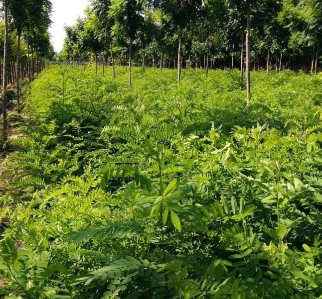 1629102347915666.jpg 1629102342(1).jpg