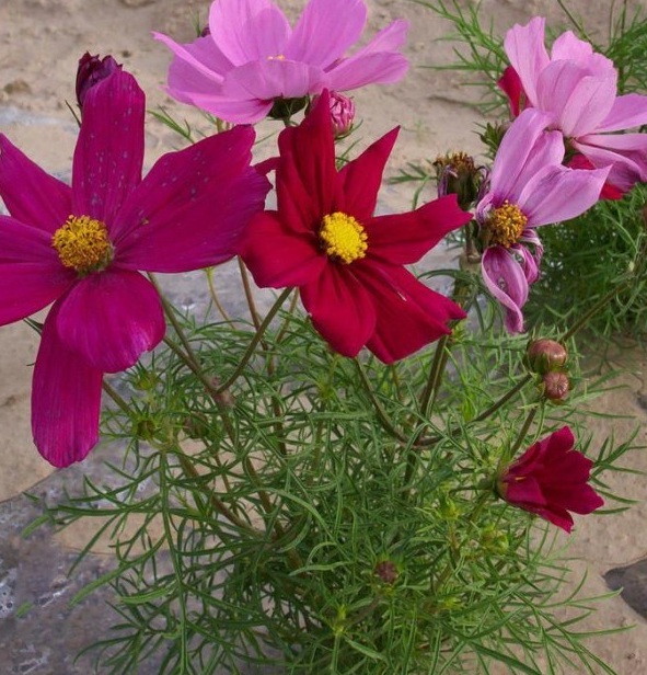 1629102569753536.jpg 1629102565(1).jpg