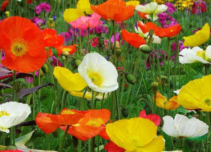 1629115166114607.jpg 1629115166114607.jpg