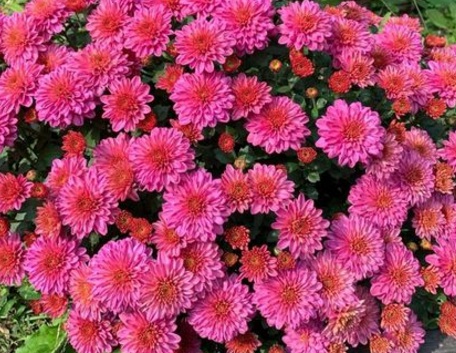 1629122044171193.jpg image.jpg