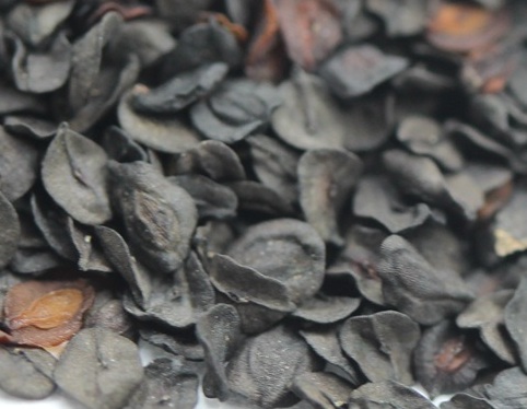 1629124176218551.jpg image.jpg