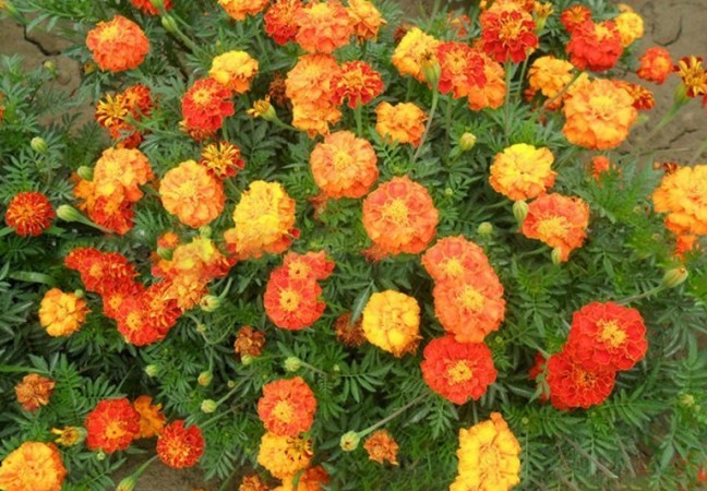 1629186485315051.jpg 孔雀草3_副本.jpg