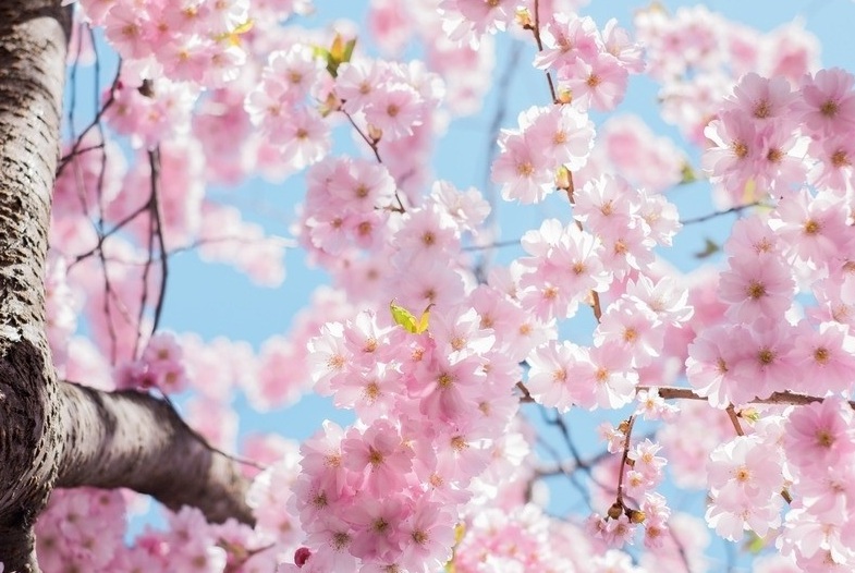 1629186611637544.jpg 櫻花1.jpg