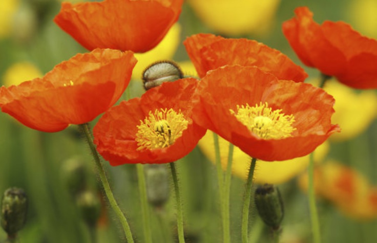 1629187223990452.jpg 冰島虞美人22222222222222.jpg