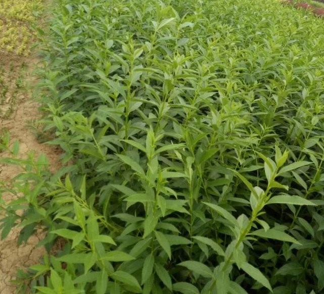 1629191167240566.jpg 1629191156(1).jpg