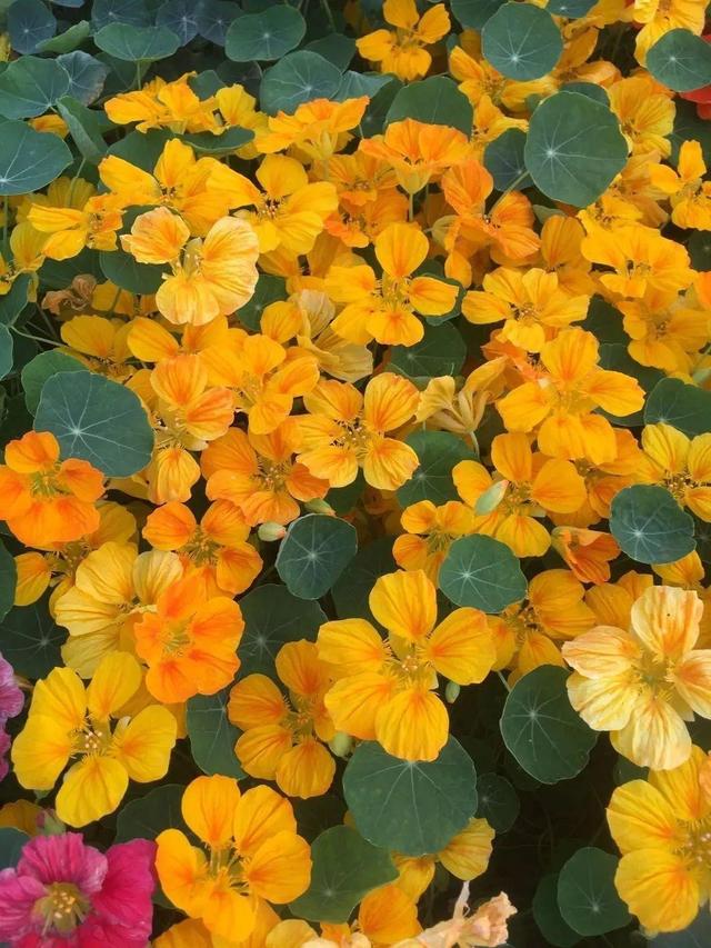 超好養的旱金蓮，可以爬滿藤