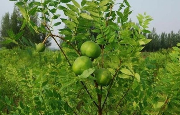 1629192386982283.jpg 1629192383(1).jpg