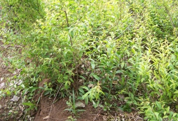 1629192400879763.jpg 1629192397(1).jpg