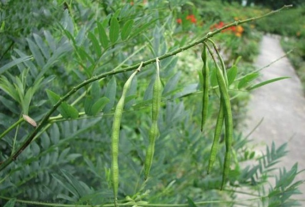 1629192871957086.jpg 1629192868.jpg