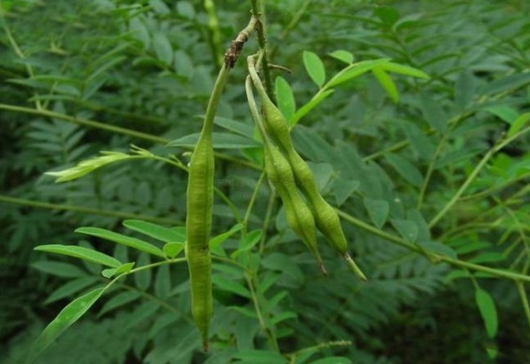 1629192901984584.jpg 1629192895(1).jpg