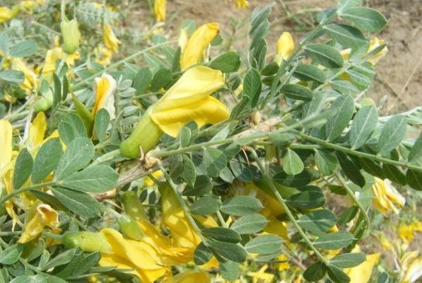 1629193253360769.jpg 1629193250(1).jpg