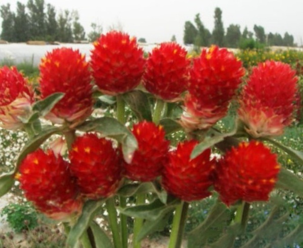 1629193338210072.jpg 1629193334(1).jpg