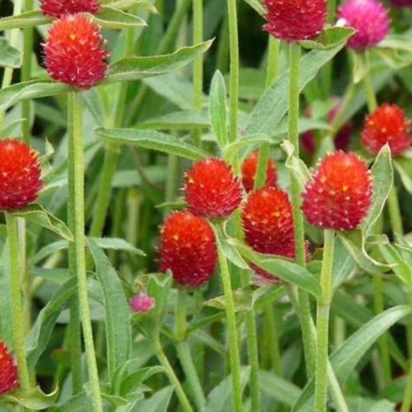 1629193389563880.jpg 1629193386(1).jpg